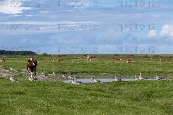 Greylag geese in a meadow