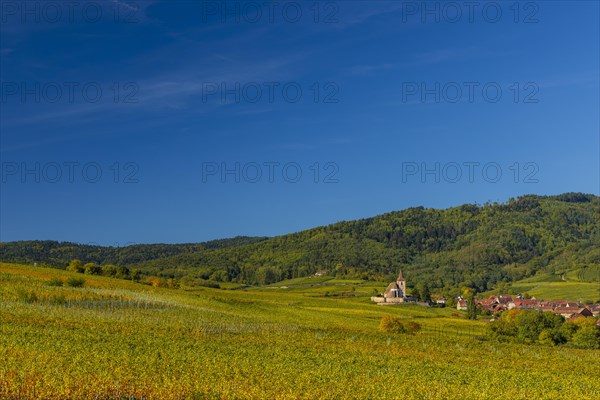 Autumn vineyards in Alsace