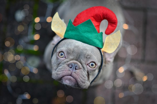 French Bulldog dog dressed up as cute Christmas elf wearing a red and green hat with elven ears
