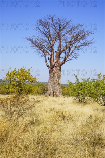 Baobab