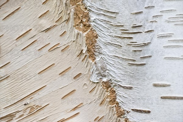 Himalayan birch