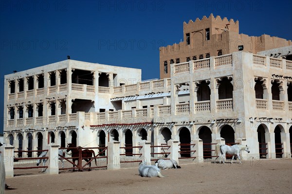 Arabian horse breeding stables in Al Jasra