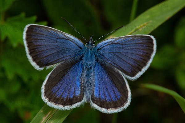 Silver-studded blue