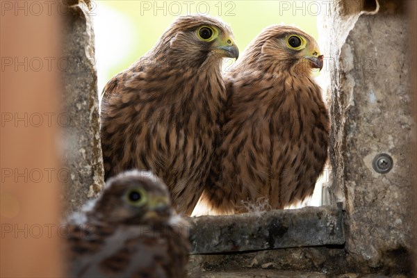 Kestrel three fledglings sitting in nest in church tower seeing different from the front