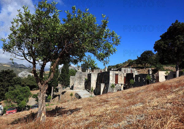 Olive tree in front of the remains of the old Preveli monastery