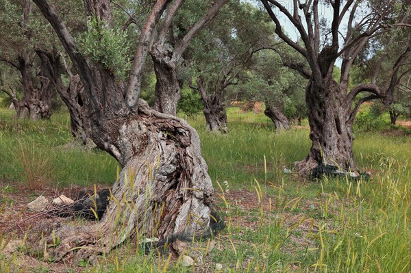 Old olive trees