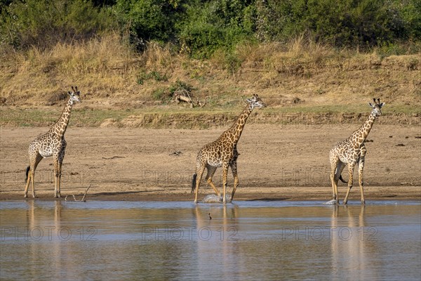 Rhodesian giraffe