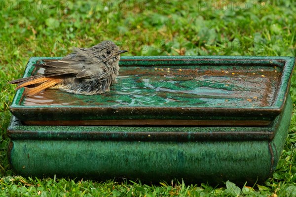 House Redstart standing in table with water in green grass right looking