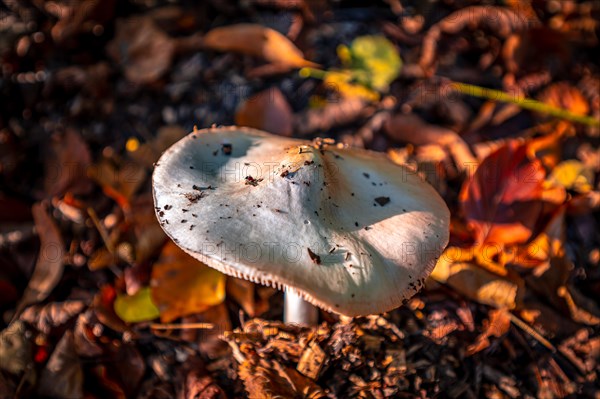 The spring tuber leaf fungus