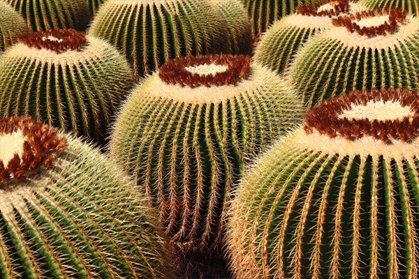 Golden barrel cactus