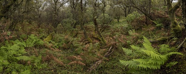 Forest with ferns in autumn