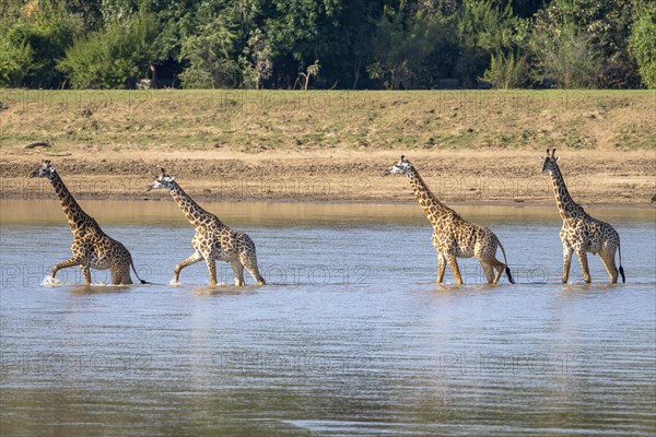 Rhodesian giraffe