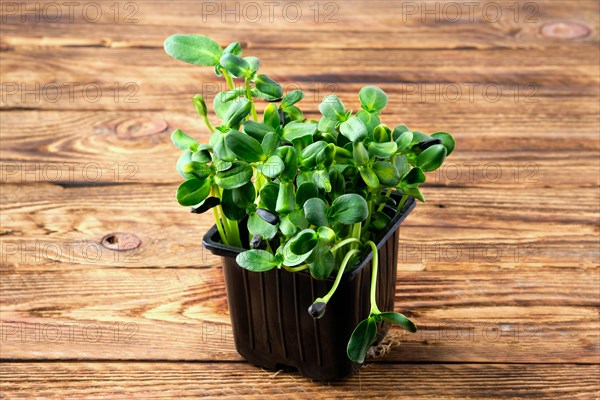 Fresh microgreens. Sprouts of sunflower on wooden background