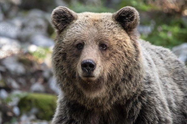 European brown bear