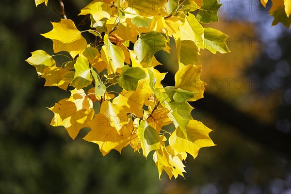 Tulip tree