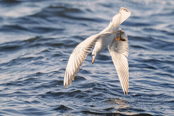 Gull in a dive shortly in front of entering the water