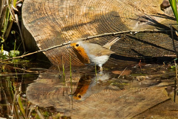 Robin standing at water's edge with mirror image looking left