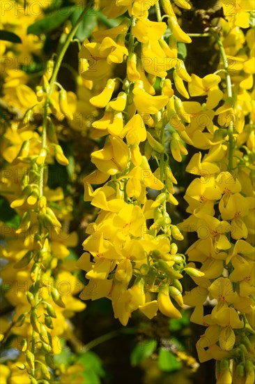 Golden rain some flower panicles with several open yellow flowers