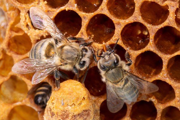 Honey bee two animals sitting at comb next to queen cell seeing different from behind