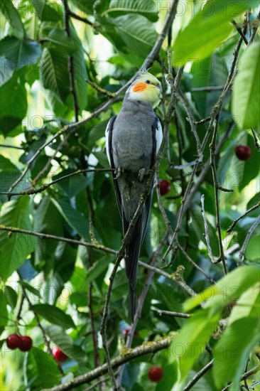 Cockatiel in tree with red cherries sitting on branch seen from front right