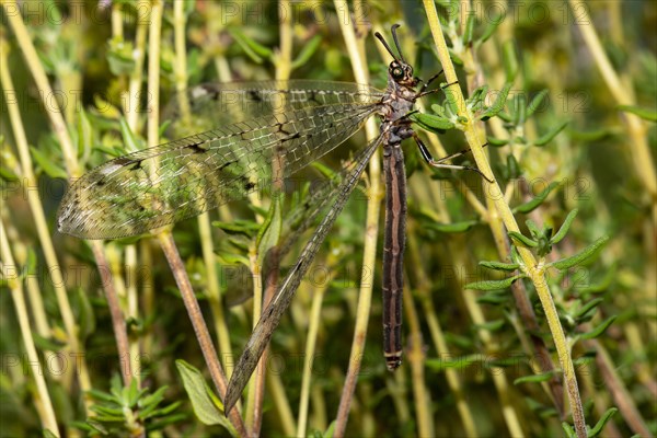 Spotted Ant Damselfly with open wings hanging on green stalks seen on the right