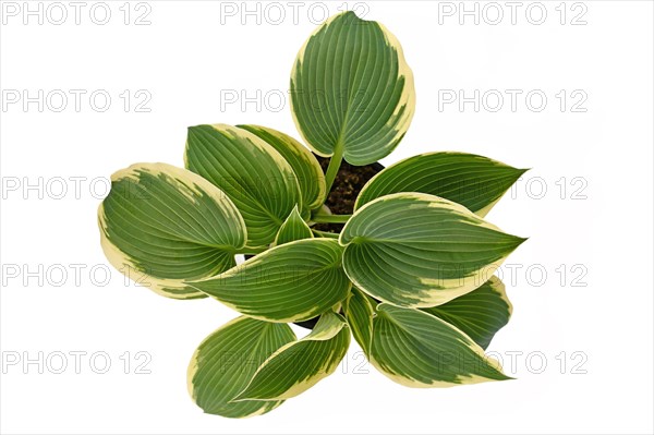 Top view of Asian Hosta plant with green leaves and with white edges in black plastic flower pot isolated on white background