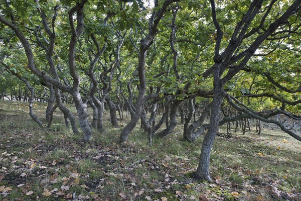 English oak