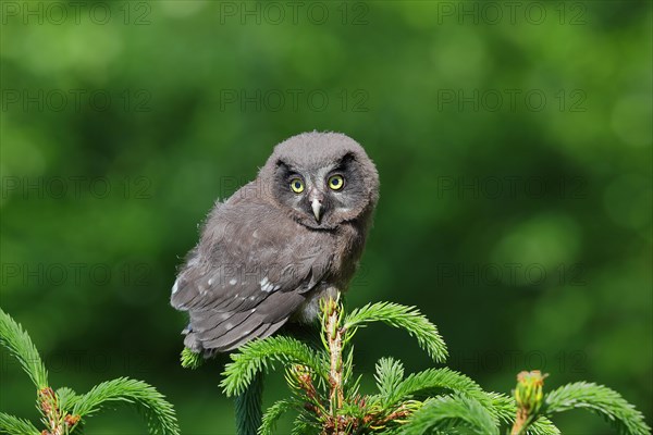 Tengmalm's Owl