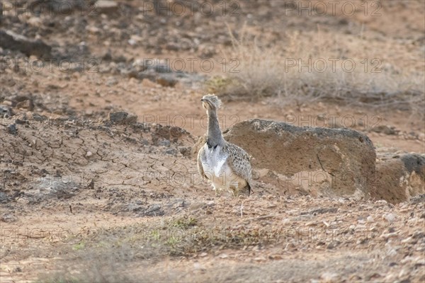 Rare cantilever bustard