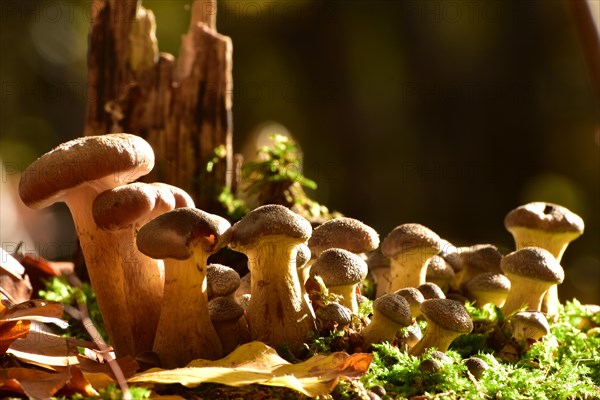 Group of parasitic wood dwellers Common armillaria solidipes