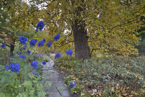 Perennial bed with aconite