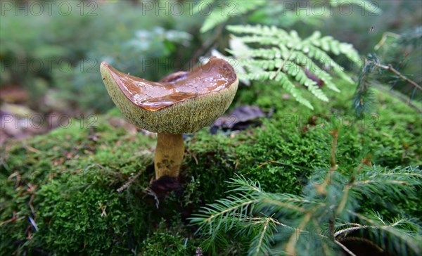 Chestnut boletus