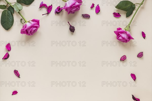 Pink rose flowers with petals table