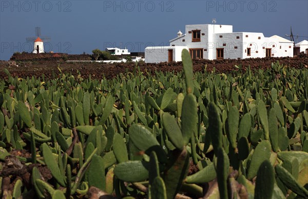 (Opuntia) plantations for the breeding of the cochineal scale insect, near Guatiza, Lanzarote, Canary Islands, Spain, Europe