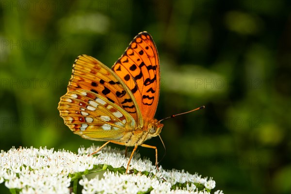 Fiery Fritillary Butterfly with closed wings sitting on white flowers seen on right side