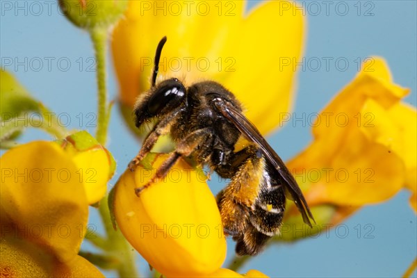 Alluvial Thigh Bee sitting on yellow flower left looking against blue sky