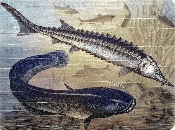 Common european sea sturgeon