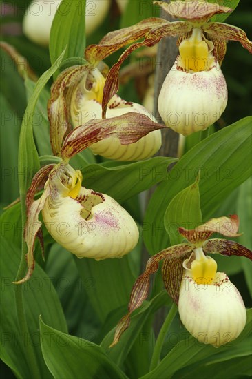 Kentucky lady's slipper southern lady's slipper