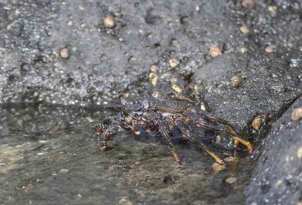 Red rock crab