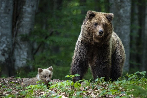 European brown bear