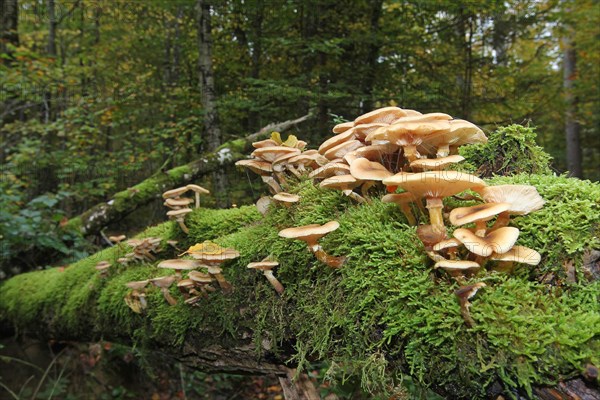 Honey fungus