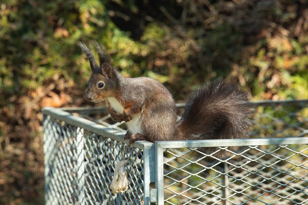 Squirrel sitting on metal grille looking left