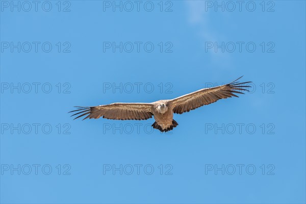 Griffon vultures