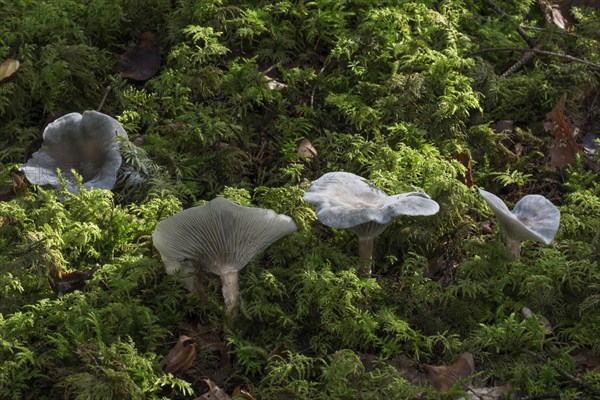 Aniseed toadstool