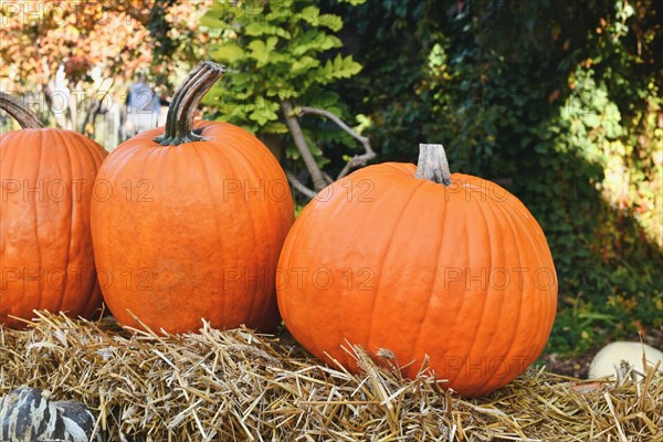 Large orange Halloween 'Ghostride' pumpkins in a row