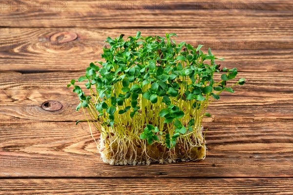 Fresh microgreens. Sprouts of flax on wooden background