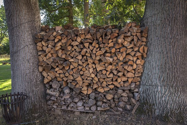 Firewood stacked between two oak trees