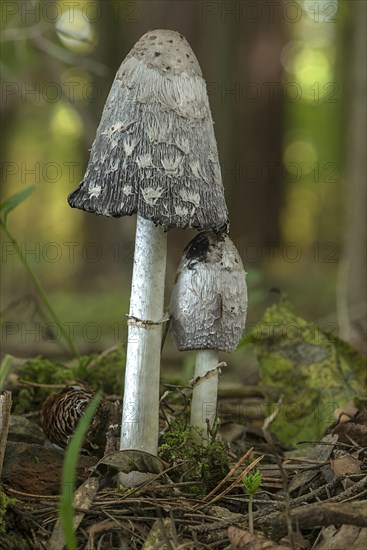 Shaggy ink cap