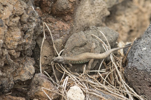 Atlantic lizard