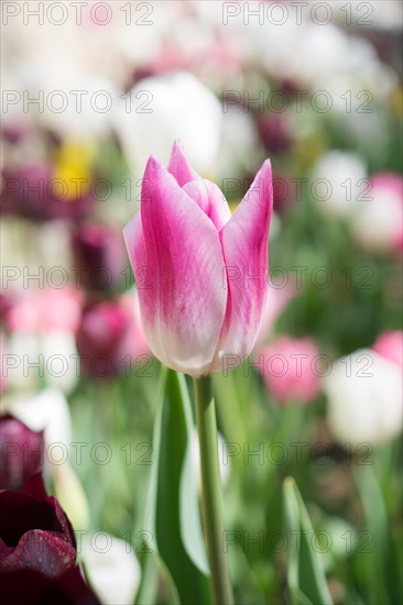 Single Tulip Flower Blooming in Spring Season